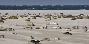 Hotel Hansa - Umgebung