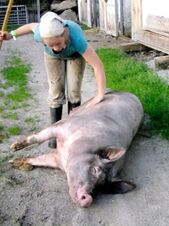 Ein Kind streichelt ein liegendes Schwein auf dem Bauernhof, ein rustikaler Hofbereich des Bauernhof Villgrater am Ort zeigt sich im Hintergrund.