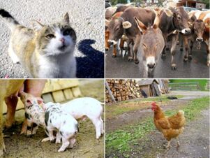 Verschiedene Nutztiere, darunter eine Katze, K&uuml;he, ein Esel, Ferkel und ein Huhn, auf dem Bauernhof Villgrater am Ort zu sehen.