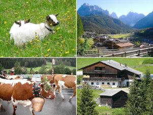 Bauernhof Villgrater am Ort zeigt typische idyllische Almlandschaft mit Ziegen und K&uuml;hen sowie traditionellen Bauernh&auml;usern in den Bergen.
