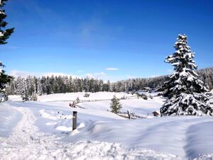 Sn&oslash;dekket vinterlandskap med grantr&aelig;r og enkelthus under en bl&aring; himmel n&aelig;r Hotel Waldheim i et sn&oslash;dekt omr&aring;de.