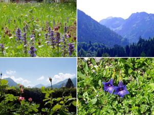 Wildflowers, green plants, and mountain views in a collage of four images representing G&auml;stehaus zur F&auml;rbe Ferien-Appartements