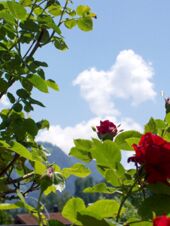 Green leafy branches with red roses against a blue sky with clouds above G&auml;stehaus zur F&auml;rbe Ferien-Appartements