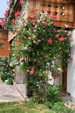 Rose-covered trellis and wooden balcony at Landhaus Berktold with green plants and a stone pathway nearby