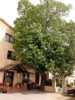 Large leafy tree overshadowing the entrance area and potted plants at Hotel M&auml;rkischer Landmann's beige building facade