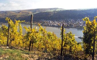Jesenske trte z rumenimi listi na Renu in pogled na mesto v ozadju, značilno za Rheinhotel Zum Anker.
