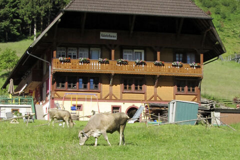 Traditionelles G&auml;stehaus mit l&auml;ndlicher Architektur und Blumen an den Balkonen sowie grasenden K&uuml;hen auf der Wiese beim Bauernhof W&auml;ldebauernhof.