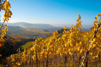 Herbstliche Weinberge mit goldgelben Bl&auml;ttern und weiter Aussicht bei Hotel Landgut Burg in einer malerischen Landschaft