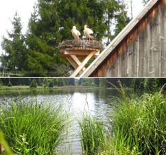 Blick auf einen kleinen See mit dichtem Schilf und zwei St&ouml;rche auf ihrem Nest am Holzsteg, typisch f&uuml;r Gasthof Schwarzer Adler.