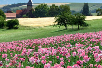 Bl&uuml;hendes rosafarbenes Blumenfeld vor gr&uuml;nen Wiesen und B&auml;umen mit Blick auf ein Dorf, Umgebung des Landhotel-Restaurant Mei&szlig;nerhof.