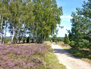 A dirt path surrounded by green trees and purple heather with two cyclists riding away in the Landhaus Heide Romantisches Heidehotel Garni Nichtraucher area