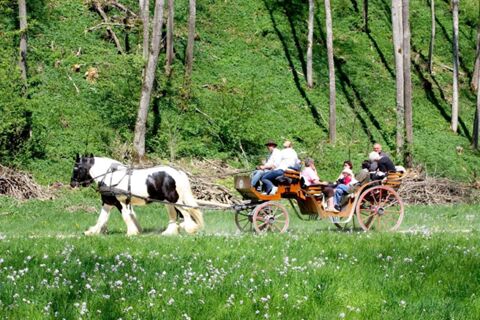 Eine Pferdekutsche mit mehreren Passagieren f&auml;hrt auf gr&uuml;ner Wiese vor bewaldetem Hintergrund beim Hotel Lochm&uuml;hle GmbH.