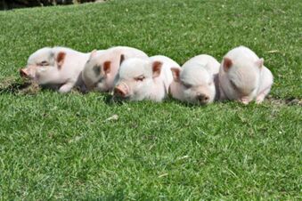 Hotel Lochm&uuml;hle GmbH - Salle de petit d&eacute;jeuner