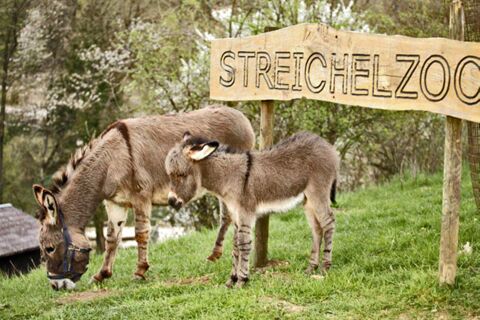 Zwei Esel grasen auf einer gr&uuml;nen Wiese neben einem Holzschild mit der Aufschrift 'Streichelzoo' im Hotel Lochm&uuml;hle GmbH.