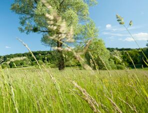 Brede groene weide met hoge grassen en bomen onder een blauwe hemel, idyllisch landschap bij Gasthof Basedau.