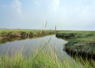 Grassy marshland with calm water channel under a cloudy sky representing nature at Fewos Haus am W&auml;ldchen area