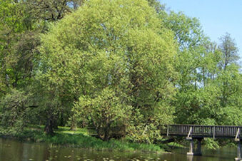 Doğanın i&ccedil;inde yer alan Hotel-Caf&eacute; 3 Kronen'de yeşil bitki &ouml;rt&uuml;s&uuml; ve sakin bir g&ouml;letin &uuml;zerindeki ahşap yaya k&ouml;pr&uuml;s&uuml; ile doğal bir manzara.