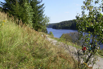 Tall grass and trees near a river with a path where people cycle, captured in the outdoor scenery of Pension K&ouml;nigshof