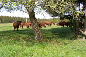 Brown cows grazing on green grass in a sunny field with trees near Pension K&ouml;nigshof in the background