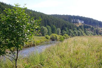 Green meadow with wildflowers, a small river, and dense pine trees in the background near Pension K&ouml;nigshof