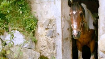 Hobune seisab vanas kivist talli sissep&auml;&auml;su juures, mille k&otilde;rval on taimed ja kivid, maapiirkonnas asuvas hotell-restoranis Pension Weiherm&uuml;hle.
