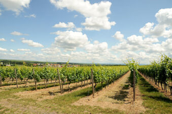 Rows of green grapevines in a vineyard under blue sky with white clouds near the village seen from Winzerhotel Weingut Kinges-Kessel