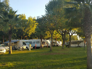 Several white camper vans and cars parked on grass with palm trees and leafy trees around at Roseto degli Abruzzi Easy Camping Village