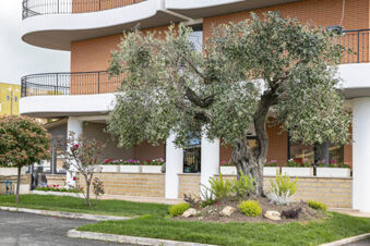 A large olive tree and various plants in front of a modern building with balconies at B&B Hotel Pomezia Cortese