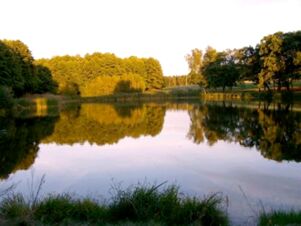 Calm lake surrounded by green trees reflected in the water at Hotel Zu den Schildb&uuml;rgern in natural light