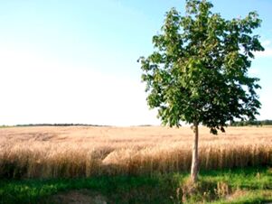 A single green tree stands on the edge of a wheat field under a blue sky near Hotel Zu den Schildb&uuml;rgern