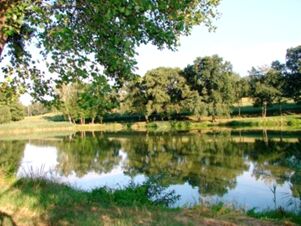 A calm pond reflecting green trees in a grassy area near Hotel Zu den Schildb&uuml;rger on a clear day