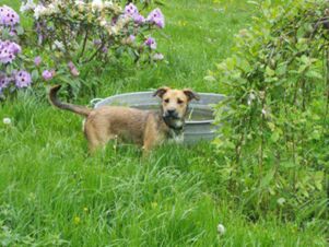 A brown dog standing in tall green grass near flowering bushes and a metal tub at Hotel Zu den Schildb&uuml;rgern