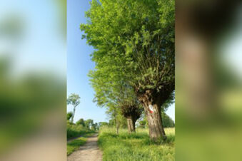 Hotel Zum Sch&auml;nzchen - окрестность